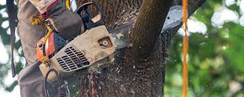 How Our Tree Care Process Works  in  Dansville, NY