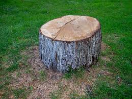 Reliable Dansville, NY Tree Services Solutions