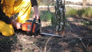 Best Tree and Shrub Care  in Dansville, NY