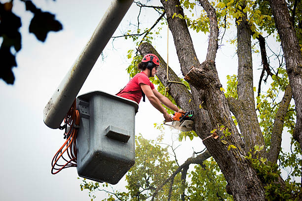  Dansville, NY Tree Services Pros