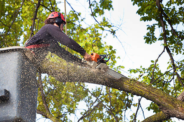 Best Arborist Consultation Services  in Dansville, NY