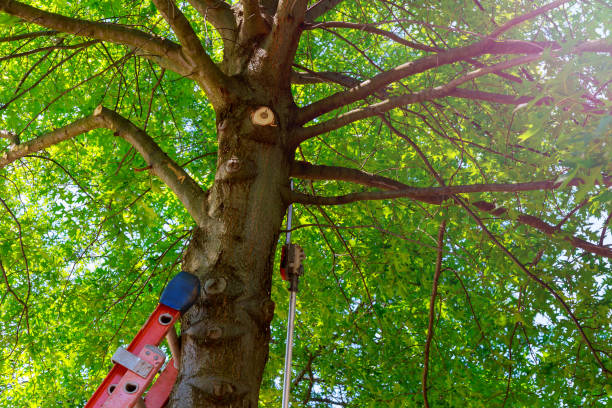 Best Tree Preservation Services  in Dansville, NY